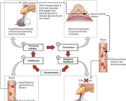 Hormone Balance