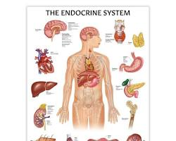 Hormone Balance