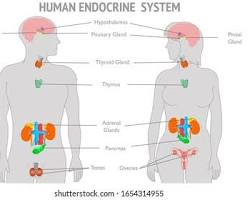 Hormone Balance