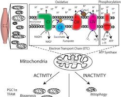 Mitochondrial Support
