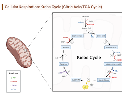 Mitochondrial Support