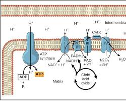 Mitochondrial Support