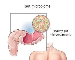 Gut Health