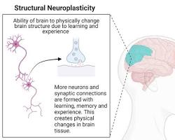 Neural Plasticity