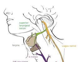 Vagus Nerve