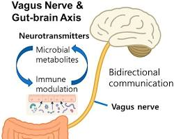 Vagus Nerve