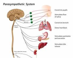Vagus Nerve
