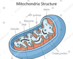Mitochondrial Biogenesis