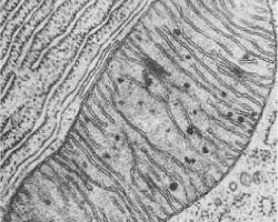 Mitochondrial Biogenesis