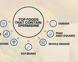 Spermidine