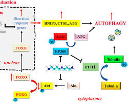 Spermidine