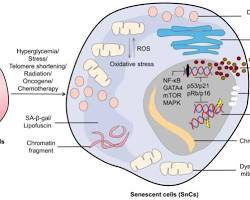 Senescent Cells and Aging Research