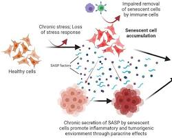 Senescent Cells and Aging Research