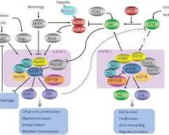 Understanding mTOR