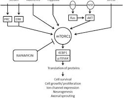 Understanding mTOR