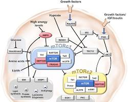 Understanding mTOR